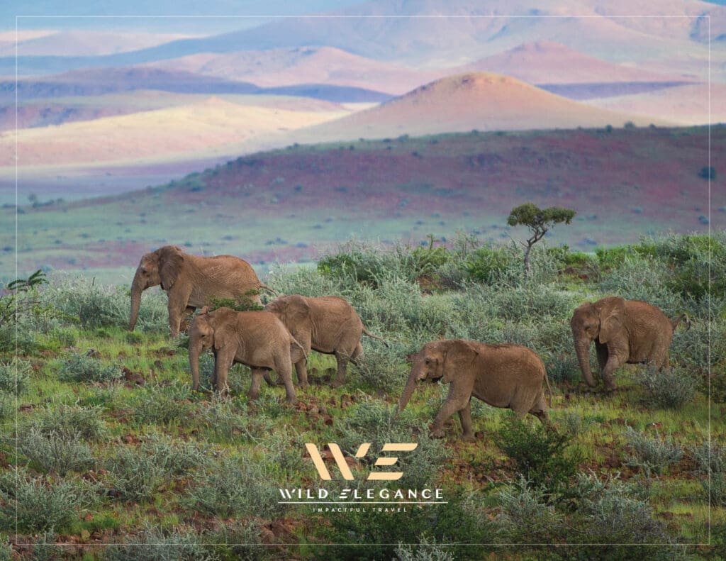 wild-elegance-presentation-slides-FINAL13